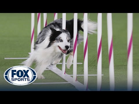 Watch These Dogs Perform Some INSANE Sports Stunts