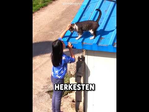 Hayatını Kurtaran Kızı Hiç Unutmadı 😭🐾 #shorts