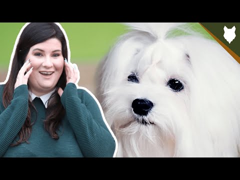 5 Reasons You SHOULD NOT GET A MALTESE!