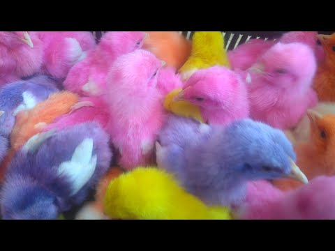 colorful chicks/cute pets/colors/ Color Chick lovely moments/Baby Chicks.