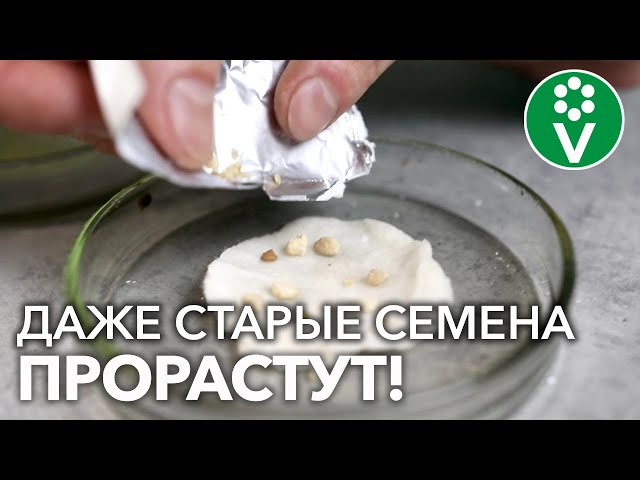 ЗАМАЧИВАЮ СЕМЕНА ТОМАТОВ ТОЛЬКО В ЭТОМ: дружные всходы + дезинфекция
