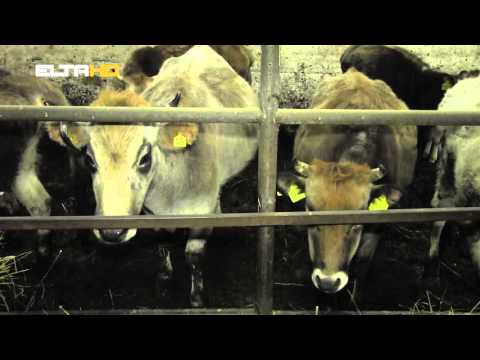 BL HRONIKA 15 12   SANACIJA STAJA NA MANJACI