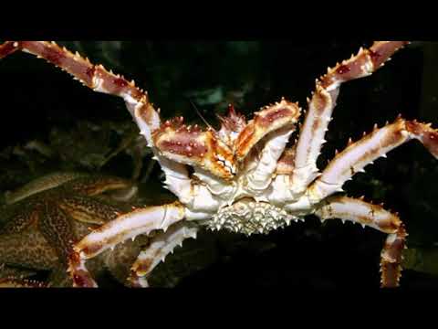 Facts: The Red King Crab
