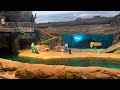Sea Lion Show At Rocky Point Realm SeaWorld Abu Dhabi SeaWorld