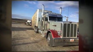 18 wheels (and a dozen roses) Kathy Mattea catttle trucking