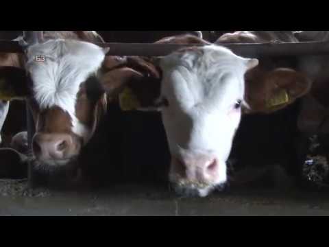 Stala za tov junadi NA DVA SPRATA !