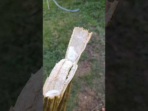 Colhendo Ingá em Santa Maria Tracuateua Pará #belem #amigos #interior