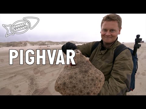 PIGHVAR // FANGSTGARANTI