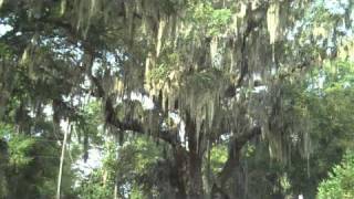 preview picture of video 'Live Oak Tree Removal Mount Pleasant SC'