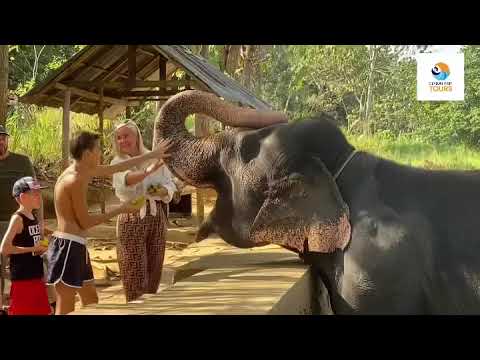 Elephants Riding, Feeding, Bathing  & Take photographs with Elephants & Baby Elephants.