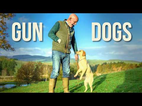 GUNDOG Training With A 6 Month Old Labrador