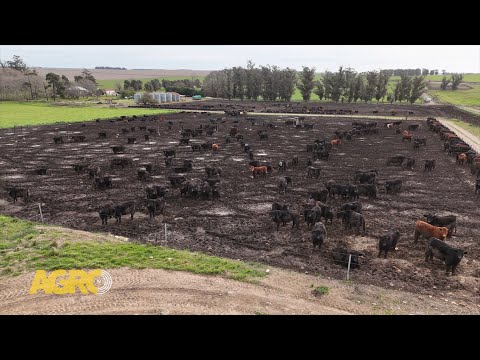 San Miguel: El modelo de producción mixta que potencia maíz y carne en el sudeste (#1149 2025-08-16)