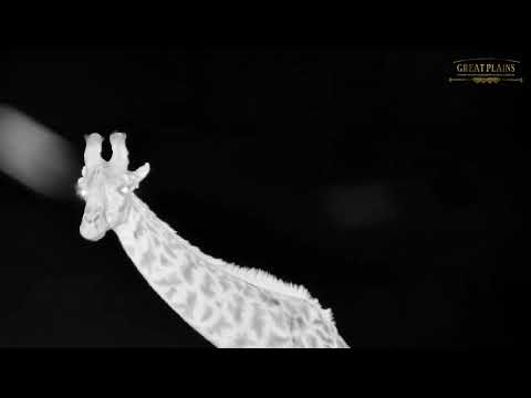 Nighttime Giraffe | Great Plains Conservation