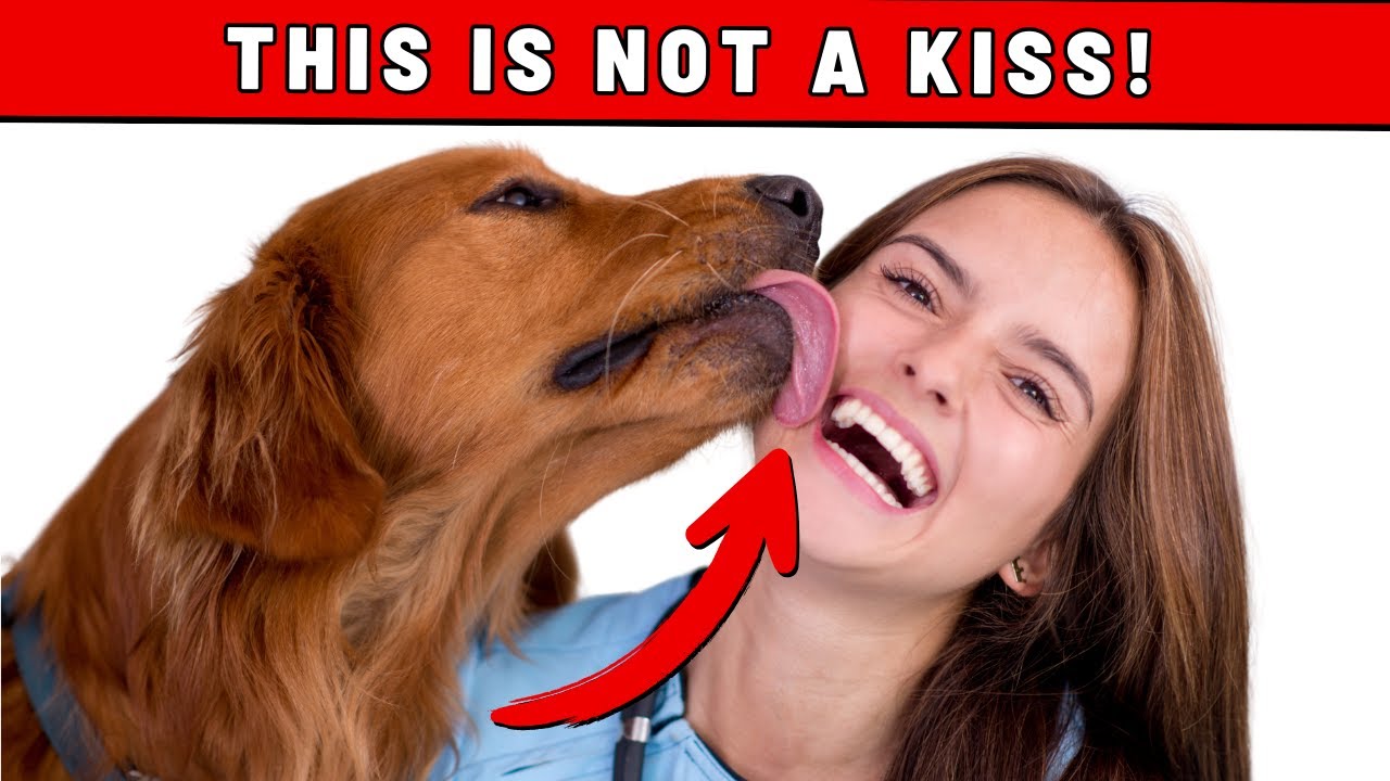 The Real Reason Dogs Lick You Is Disgusting!