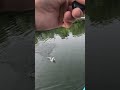 6 Sense Wake bait blow up