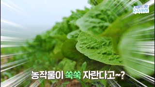 물이 귀한 사막에서 농작물이 쑥쑥 자란다!? | 스마트팜 우수사례 | UAE 순방성과