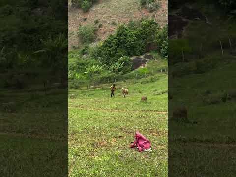 CUANDO ERA PEQUEÑO VISITE A MI TIA EN FLORIDA NARIÑO Y TENIA OVEJAS Y ME PASO LO MISMO