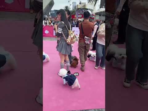 😱 ¡Perdí a mi Leo entre tantos perritos! #shorts