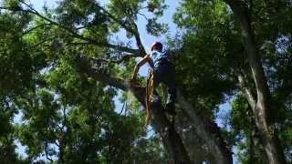 SkyTower Radar App-Tree Trimmers