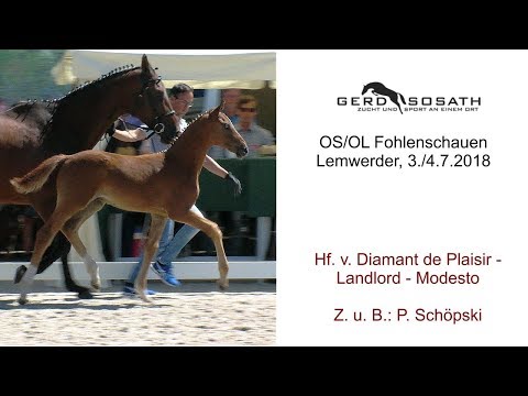 Hf v Diamant de Plaisir x Landlord x Modesto 2018