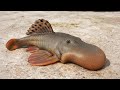20 Newly Discovered Creatures You Didn't Know Existed