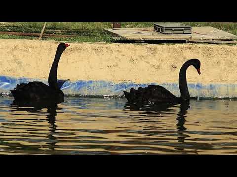 Lebede negre la parcul zoologic Green Codru-partea 1