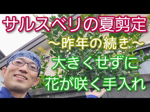 ラガーストロミアの花をいつ切るか