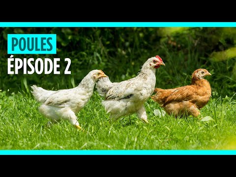 , title : 'Episode 2 : La communication chez les poules et les poulets'