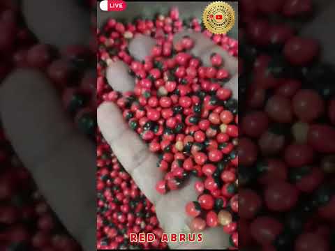 Rosary Pea Seeds