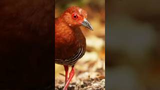 Download lagu pikat tikusan mata merah #burung #pikat #viral mp3 Download lagu pikat tikusan mata merah #burung #pikat #viral mp3