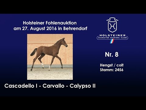 Holsteiner Fohlenauktion 2016 in Behrendorf - Nr. 08 v. Cascadello I - Carvallo