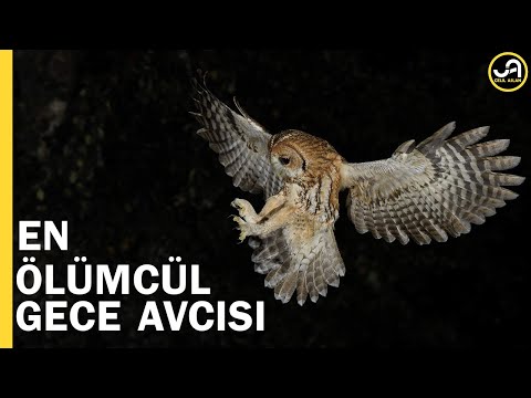 Baykuş: En Ölümcül Gece Avcısı | Gecenin Efendisi