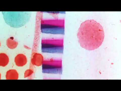 Guano Padano & Enrico Rava - La Giostra - Teaser