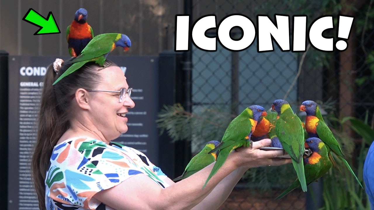 Embark on an immersive virtual tour at Currumbin Wildlife Sanctuary.