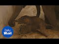 Footage Of Elephant Giving Birth To Female Calf On Christmas Day Daily Mail