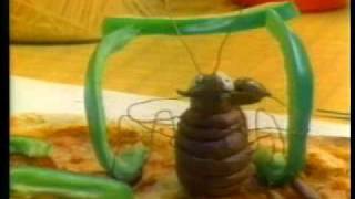 Bobby Jimmy &amp; The Critters - Roaches