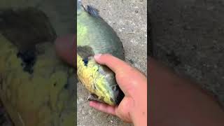 Download lagu mother catfish / papuyu fish mp3