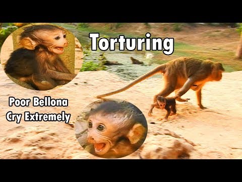 The Worst Tara is Torturing Poor Baby Bellona Cry Break Heart | Urgently Rescue Bellona...Nearly Die
