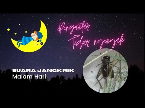 Suara Jangkrik Pengantar Tidur Nyenyak