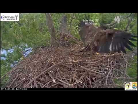 Trio Nest - Branches to Cam Box & Amazing Hoovers - May 28 2017