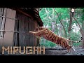 Mirugaa Movie Scenes Srikanth Is Favorably Impressed By Lakshmi Srikanth Raai Laxmi