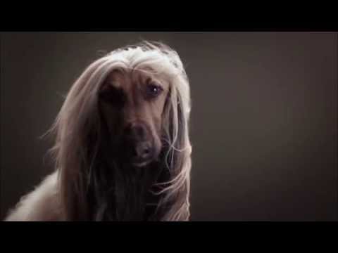 Faszination Hund - Unser Partner mit dem sechsten Sinn - Trailer Deutsch / German