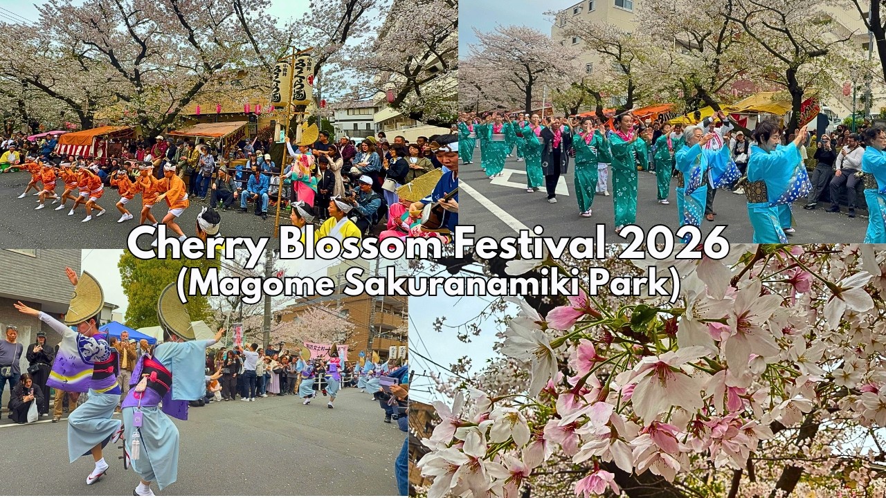 Cherry Blossom Festival 2026 | Sakuranamiki Park | Magome Writers Village
