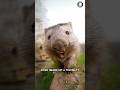 Wombat Their Bottom Are A LITERAL Shield