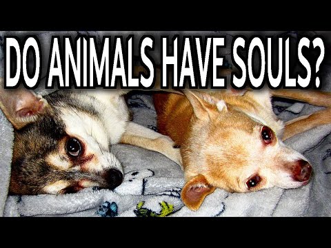 Do Animals Have Souls? Insights from Michael Heiser, Greg Koukl, and Randy Alcorn. (SUPERCUTS!)