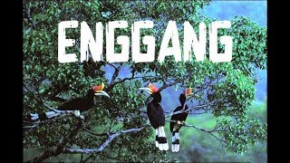 Download lagu BURUNG ENGGANG BORNEO / RANGKONG GADING KALIMANTAN mp3