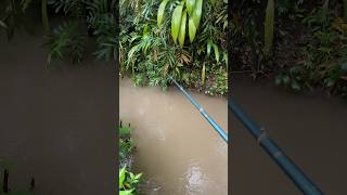 Download lagu Mancing saat rintik hujan … #mancing #sungai #hujan #hiburan #shorts #berandayoutube mp3 Download lagu Mancing saat rintik hujan … #mancing #sungai #hujan #hiburan #shorts #berandayoutube mp3