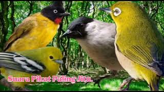 Download lagu SUARA PIKAT BURUNG CIPOH. KUTILANG EMAS. PLECI. KUTILANG. TERBAIK.. mp3 Download lagu SUARA PIKAT BURUNG CIPOH. KUTILANG EMAS. PLECI. KUTILANG. TERBAIK.. mp3