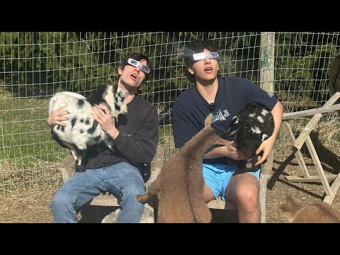 Barnyard Eclipse Mukbang