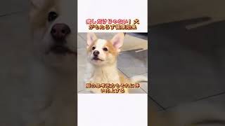 癒しだけじゃない！犬がもたらす健康効果